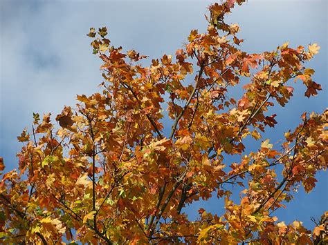 hintergrundbild herbst autumn wallpaper bilder blog