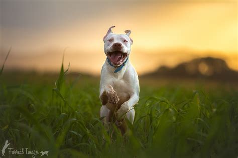 pitbull dog breed running  resolution hd