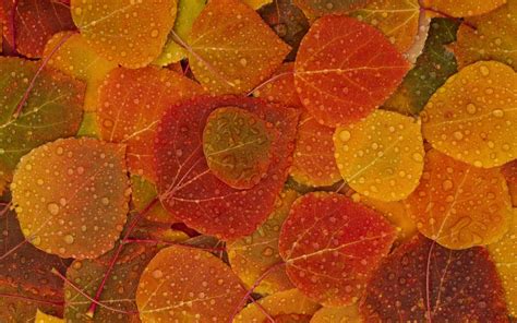 leaf backgrounds  psd ai