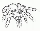 Coloring Spider Pages Printable Colouring Library Clipart sketch template