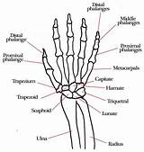 Wrist Bones Hand Anatomy Diagram Skeleton Carpal Arm Drawing Joint Ligaments Labels Tendons Movements Diagrams Google Medicinebtg Joints Chart Other sketch template
