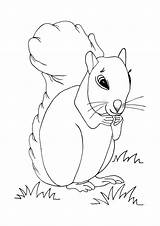 Squirrel Coloring Pages Cute Printable Squirrels Allfreekidscrafts Kids Choose Board Dog sketch template