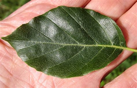 leaf oval smooth tree guide uk oval leaves with smooth edges