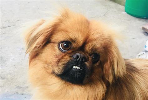 problems  pekingese owners  understand page     paws