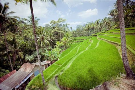 Rice Fields Bali Indonesia Stock Image Image Of Bali Landscape