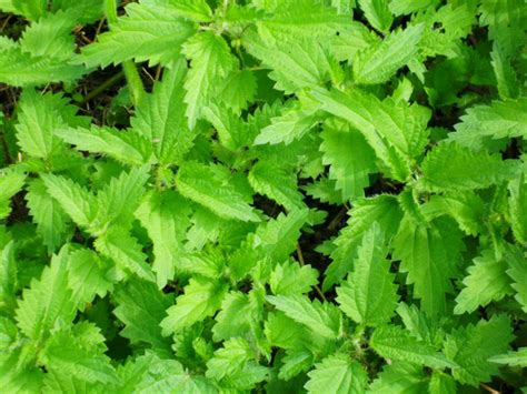 famous herbalists teach      nettles  magical life