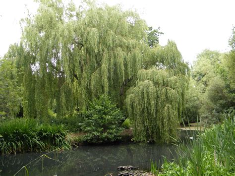weeping willow salix babylonica species information page