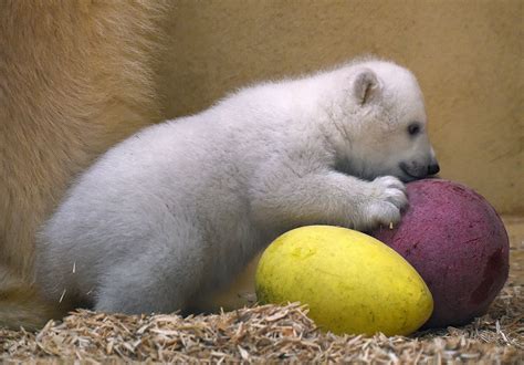 germany   cute polar bear cub exploring  world