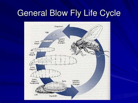 general life cycle   blow fly family diptera calliphoridae  scientific