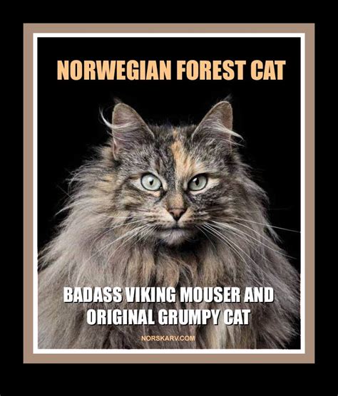 norwegian forest cate meme badass viking mouser and original grumpy