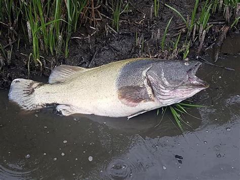 scientists  examine   fish kills  wimmera mail times horsham vic