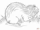Lemming Coloring Pages Cute Drawing Tundra Categories sketch template
