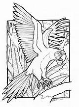 Macaw Coloring Colouring Pages Sheet Birds African Bird Printable If Gradinita Zigzag Ro Scarlet Colour sketch template