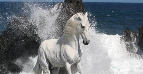 wallpapers beautiful horse hd wallpapers