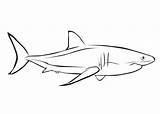 Megalodon sketch template