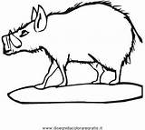 Wildschwein Cinghiale Wildschweine Schweine Malvorlagen Malvorlage sketch template