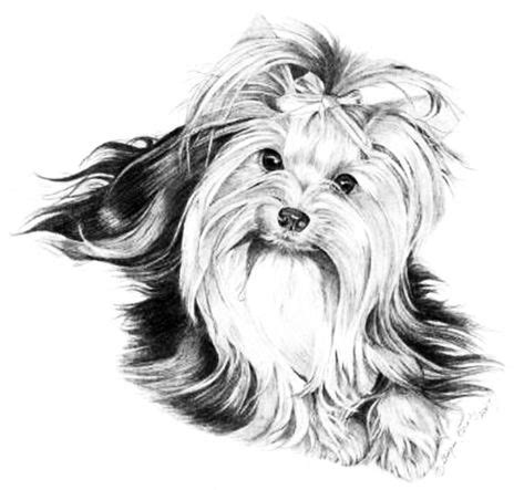 adult coloring yorkie painting dog drawing yorkie terrier