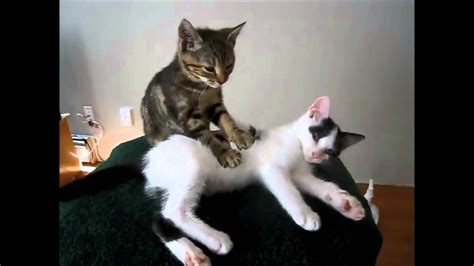 cat massage very funny youtube