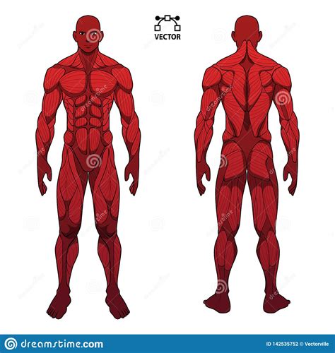 male muscular system royalty free illustration