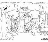 Rainforest Coloring Pages Layers Tropical Drawing Amazon Plants Printable Getcolorings Getdrawings Color sketch template