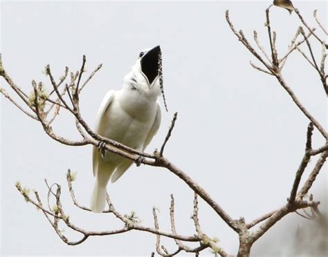 the loudest bird in the world has a deafening mating call
