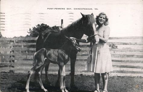 pony penning day chincoteague va postcard