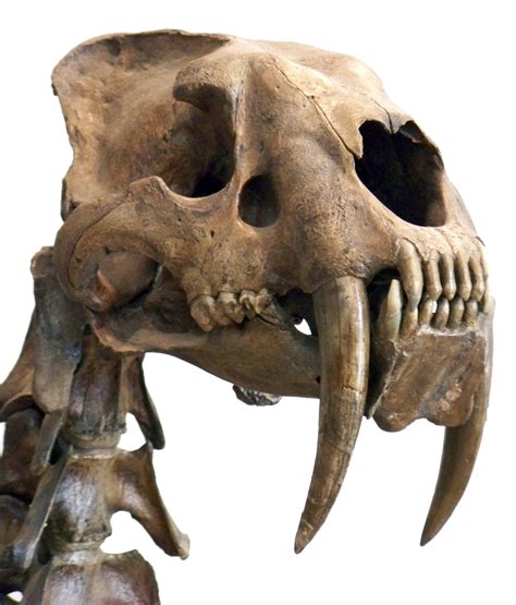 jurassic giants smilodon  saber tooth cat