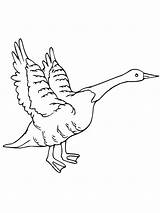Goose Coloring Flying Canada Geese Pages Drawing Color Getcolorings Printable Netart Getdrawings Print sketch template