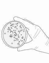 Bacteria Drawing Getdrawings Science sketch template