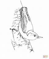 Nuthatch Coloring Breasted Bird Pages Printable Drawing Feeder Hummingbird Categories sketch template