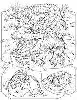 Crocodile Coloring Pages Printable Kids Reptiles Baby Color Krokodil Crocodiles Animal Print Popular Results Coloringhome Procoloring sketch template