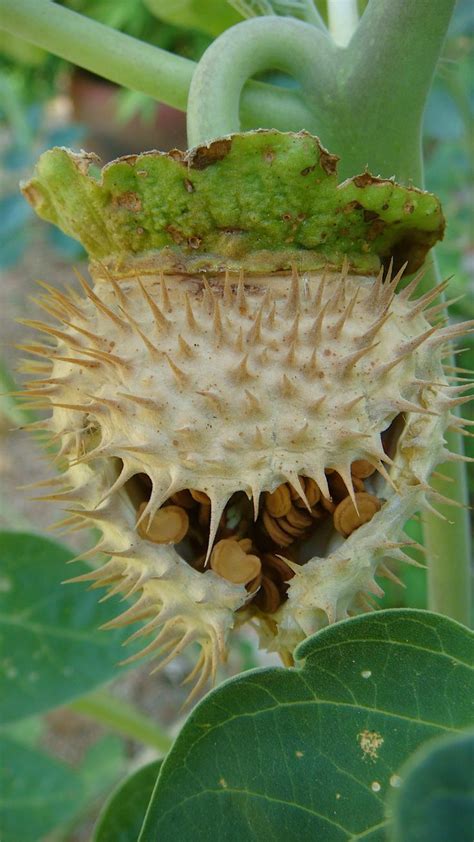 seeds pods images  pinterest