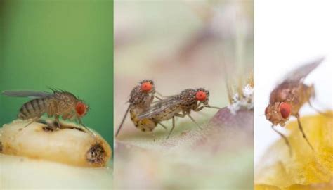 The Evolution Of Vinegar Flies Is Based On The Variation Of Male Sex