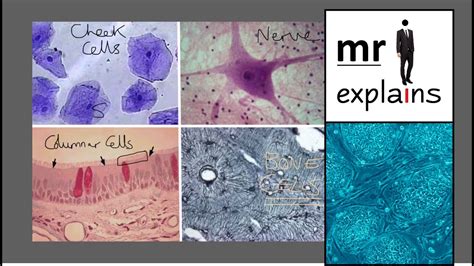 explains  advantages    multicellular organism youtube