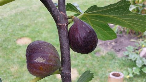 hardy chicago ripe figs youtube
