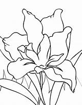 Iris Coloring Flower Pages Flowers Year Handipoints Drawings Printable Drawing Color Olds Line Paint Cool Colouring Old Spring Printables Irises sketch template