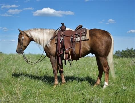 amazing chocolate palomino gelding finished reiner family ranch
