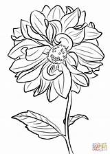 Coloring Dahlia Pages Clark Marguerite Flower Drawing Printable Flowers Colouring Supercoloring Line Getdrawings Categories sketch template