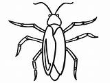 Cucaracha Cockroach sketch template