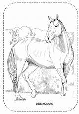Colorir Cavalos Imprimir Realistas Cavalo Realista sketch template