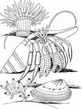 Crab Hermit Coloring Pages Shell Spider Kids Coloriage Printable Crustacean Imprimer Hermite Bernard Colorier Coquillage Et Designlooter Dessin Drawing 1998 sketch template