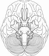 Brain Cranial Coloring Nerves Anatomy Pages Sheet Nerve Diagram System Sheep Drawing Human Blank Worksheet Educational Works Face Color Biologycorner sketch template