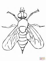 Fly Coloring Fruit Pages Drosophila Printable House Drawing Drawings sketch template