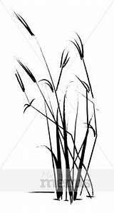 Reeds Grass Clipart Rice Silhouette Sketch Drawing Plant Holiday Archive Getdrawings Leaf Clipground Borders Musthavemenus sketch template