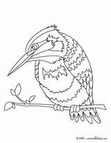 Kingfisher Pescador Desenho Oiseau Oiseaux Hellokids Martim Aves Flamingo Cotorra Martin Paginas Vert sketch template
