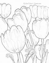 Coloring Lalele Planse Tulip Tulips Colorat Tulipe Coloriages Desenat Interferente sketch template