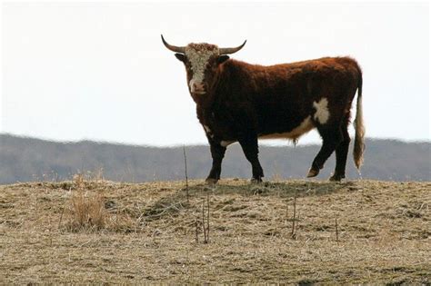 feds    plan fate  feral cattle  chirikof island