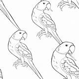 Ringed Parakeet Rose Vector Parrot Illustrations Coloring Similar Clip sketch template