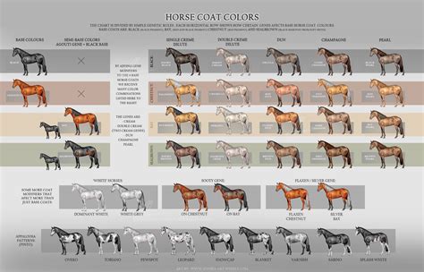 horse coat colors updated  aonikaart  deviantart