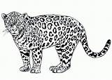 Cheetah Coloring Pages Cartoon Colour Cute Drawing Clipart Kids Realistic Template Leopard Animal Cliparts Color Templates Jaguar Wallpaper Tigger African sketch template
